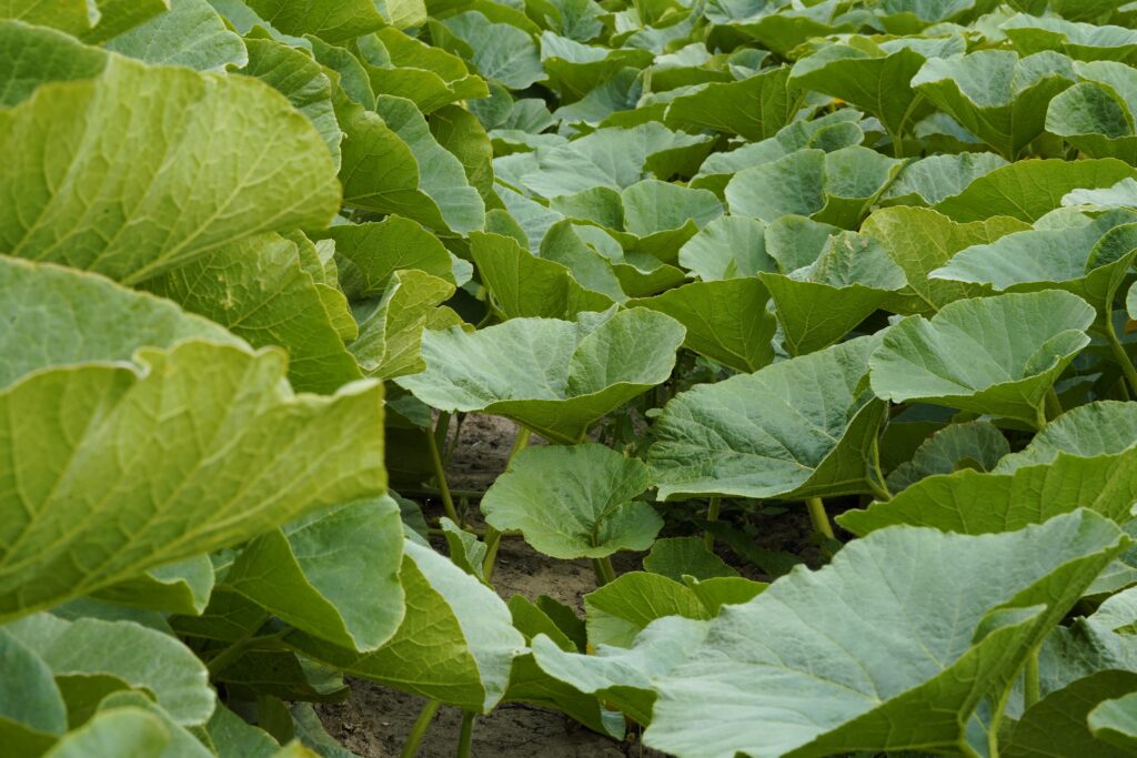 pompoenen in het veld