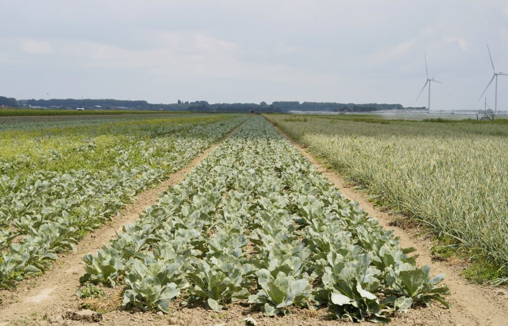 strokenteelt kolen BI-JOVIRA