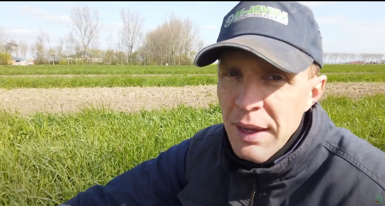 Eerste knollen en planten